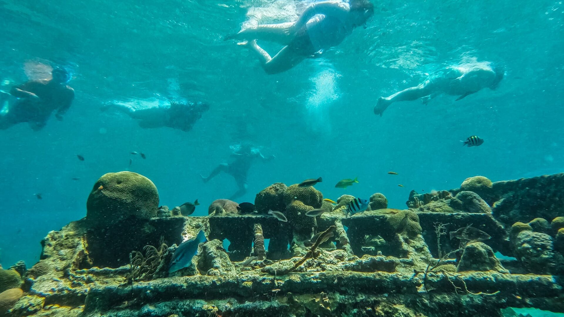 snorkeling at shipwreck with fish