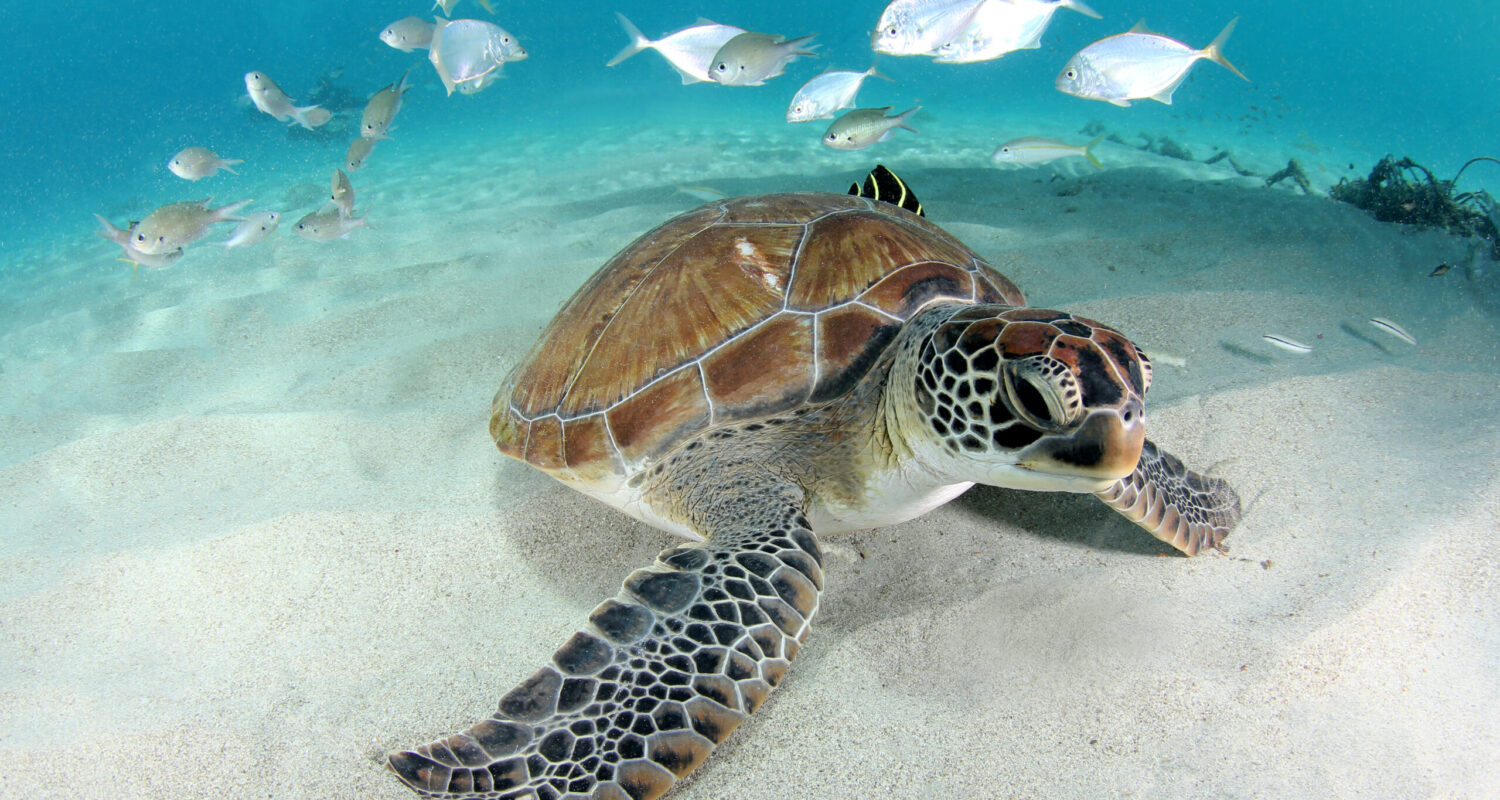 Schildpadden