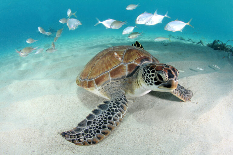Schildpadden