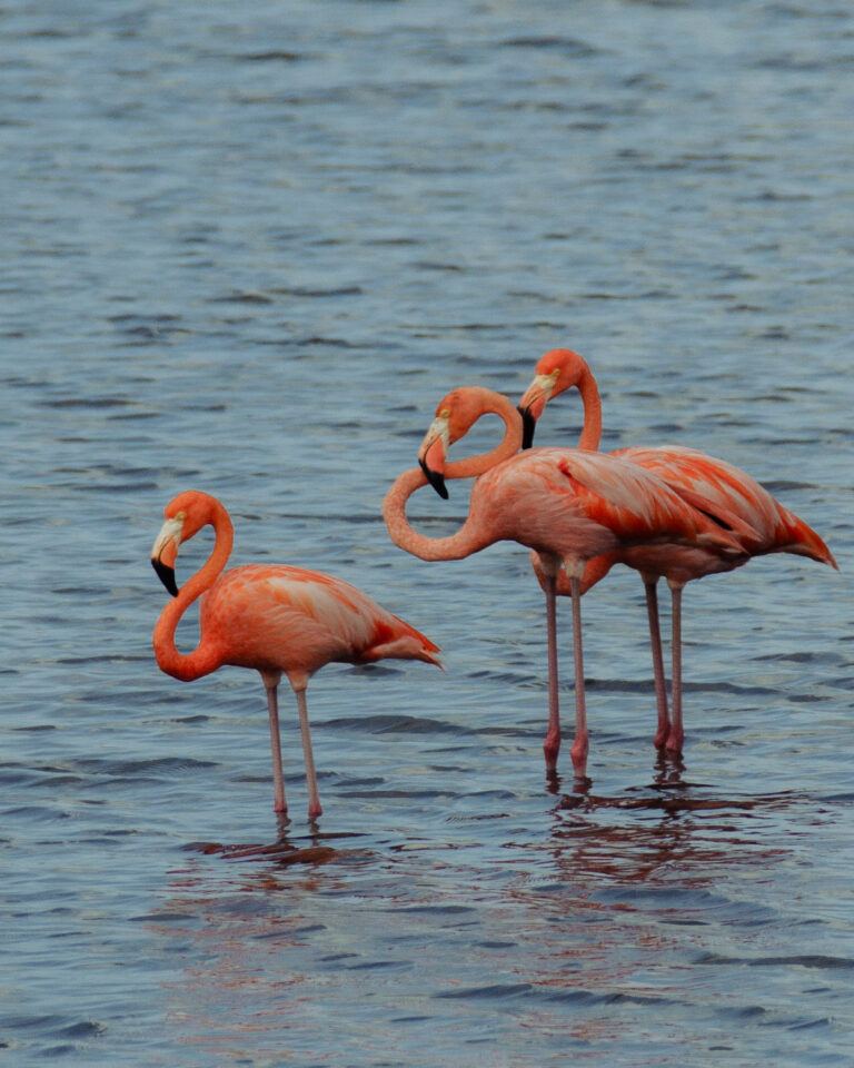flamingo's in the water