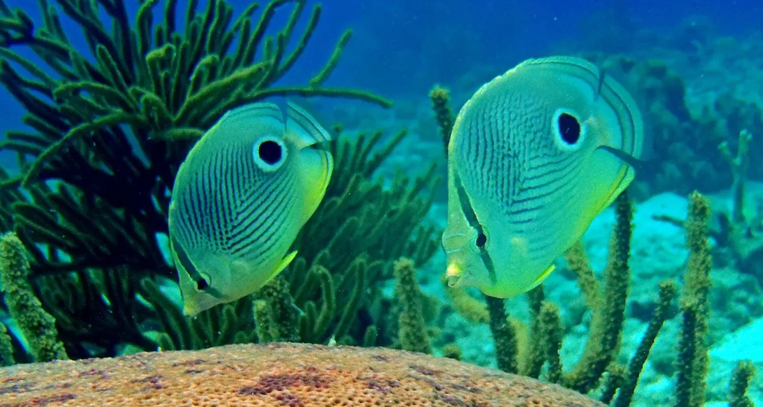 tropical fish