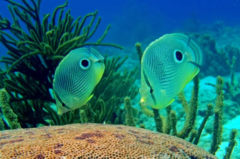 tropical fish