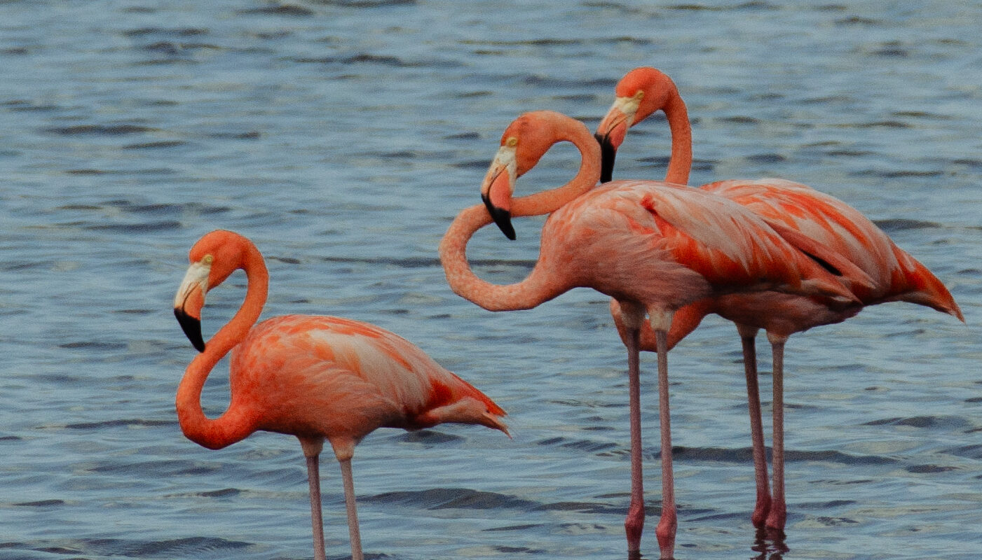 flamingos
