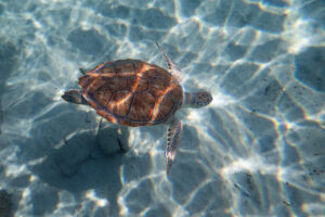 turtle in the water