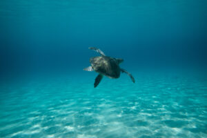 Turtle in sea