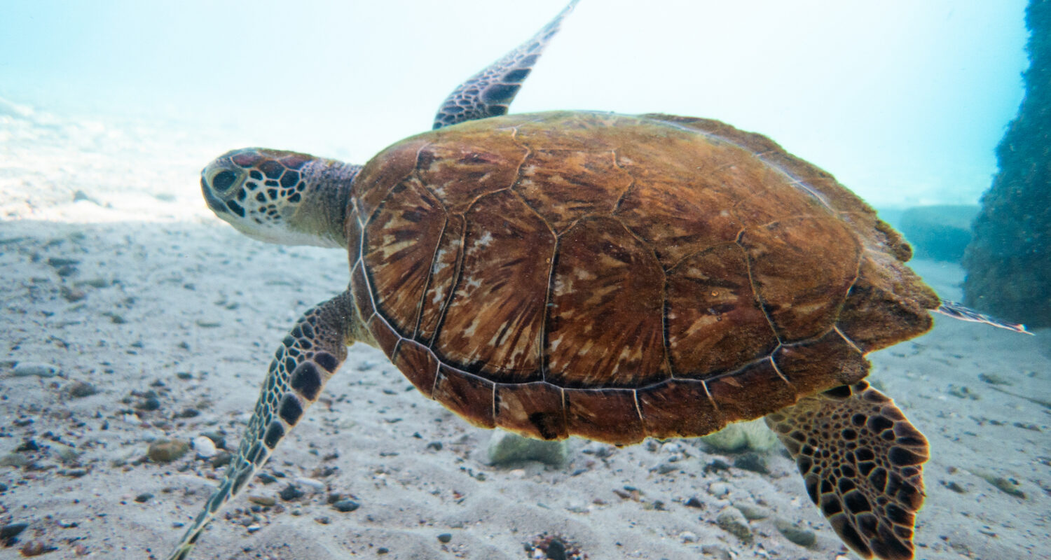 sea turtle at playa piskado
