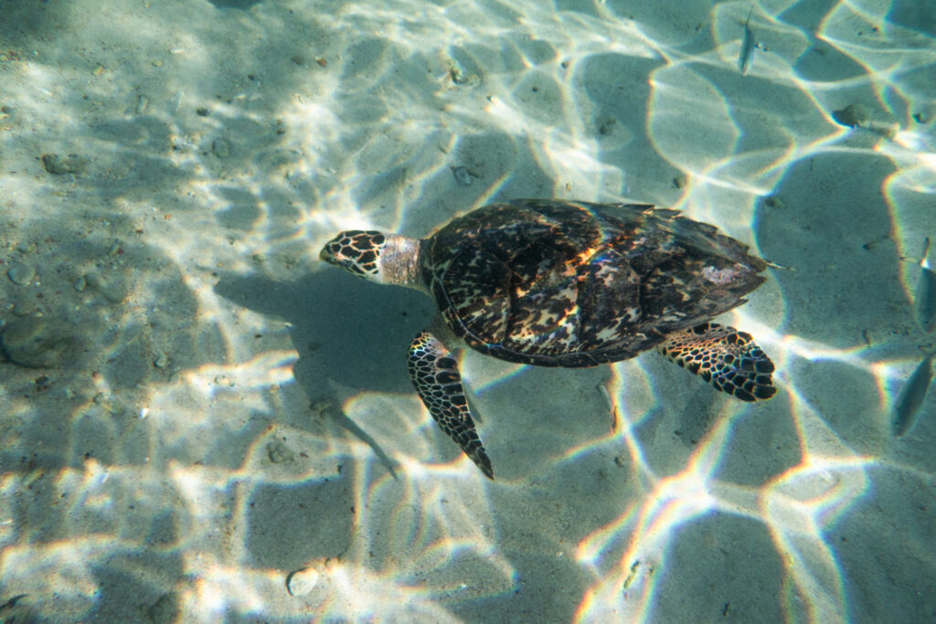 turtle in the sea at playa piskado