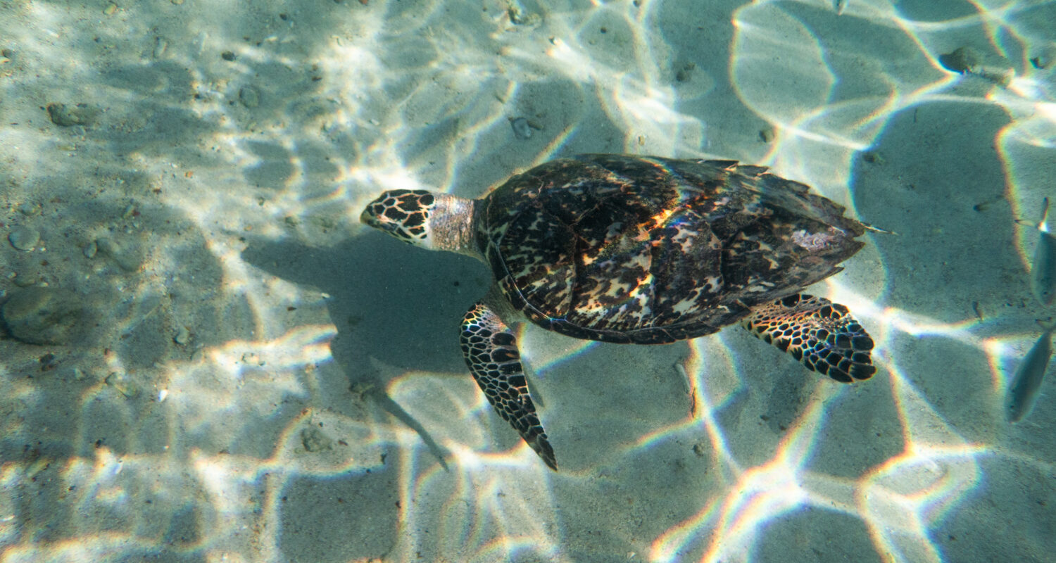 turtle in the sea at playa piskado
